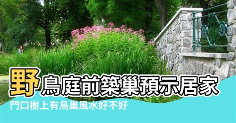 家有鳥巢風水|鳥巢風水：2024必知攻略